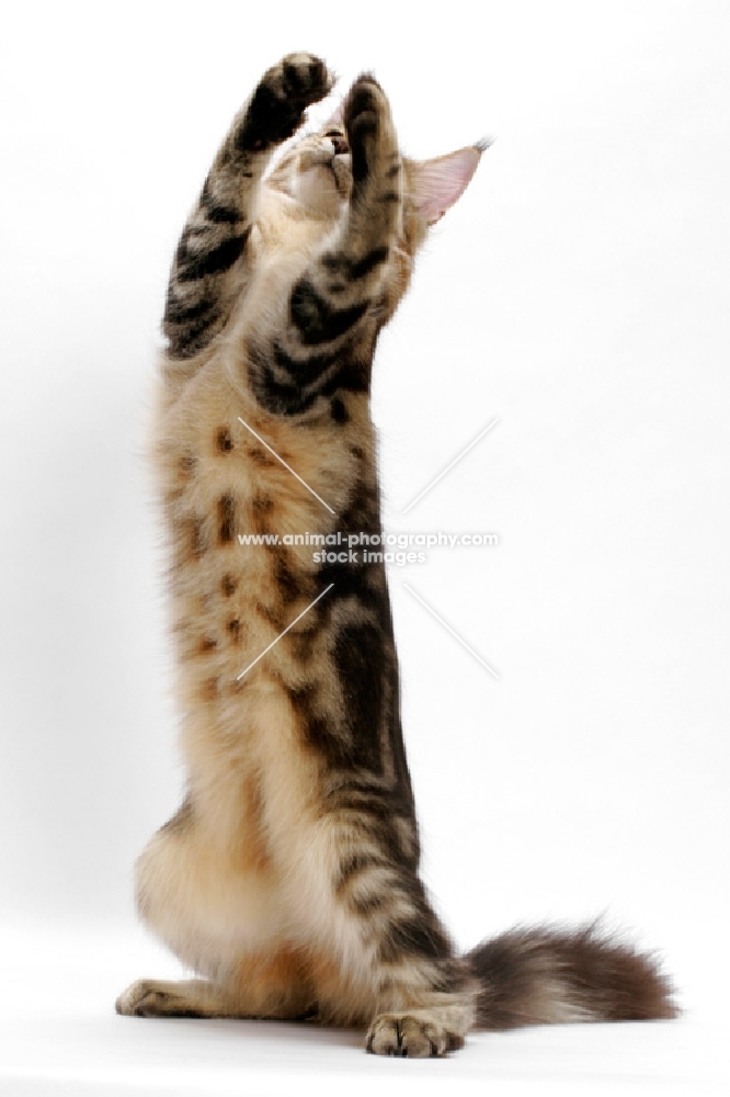 Maine Coon reaching up, brown classic tabby 