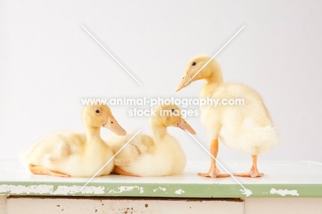 three Peking Ducklings (aka Long Island duck)