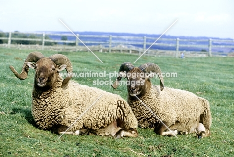 castlemilk moorit sheep at cotswold farm park