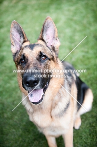 German shepherd smiling in grass