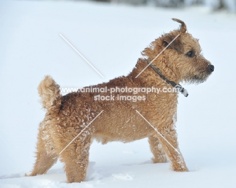 Fell Terrier in snow