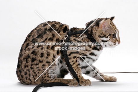 Asian Leopard Cat, 8 months old