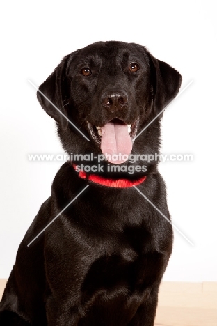 black Labrador Retriever, smiling
