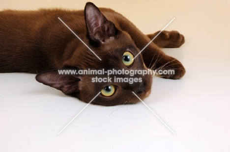 young chocolate burmese