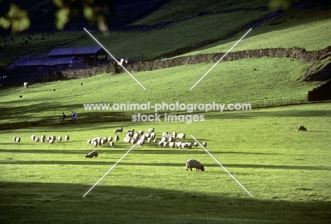 flock of sheep in the lake district