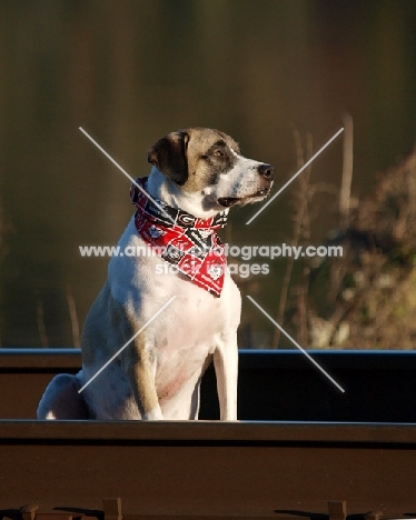 Mongrel dog sitting in boat