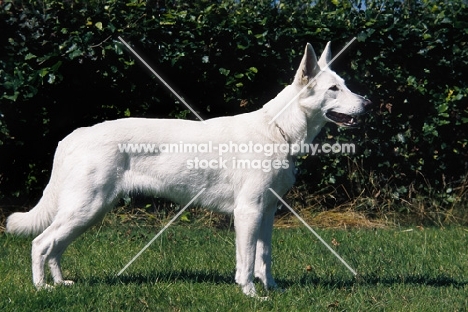 White Swiss Shepherd dog, posed