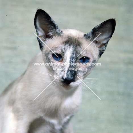 ch rivendell apache, tortoiseshell point siamese cat portrait