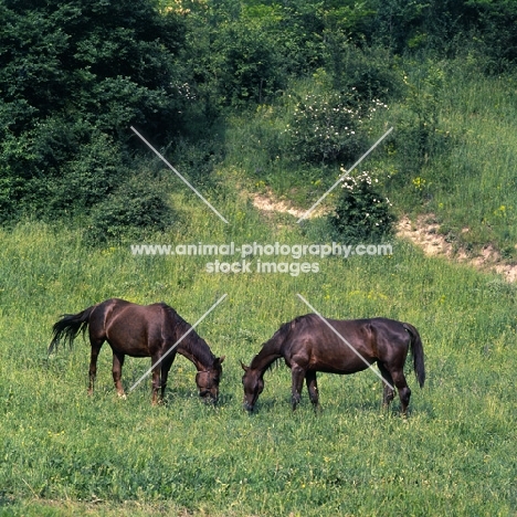 two kisber horses grazing in hungary