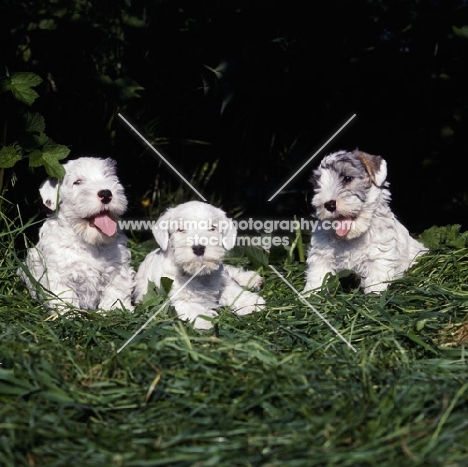 Three Sealyham terrier puppies