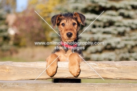 Airedale puppy resting on fence