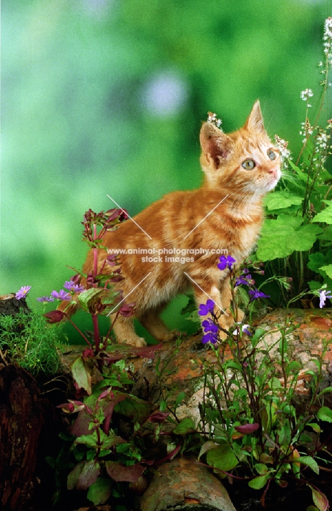 household kitten in greenery
