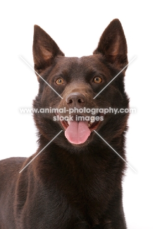 Australian Champion, Australian Kelpie