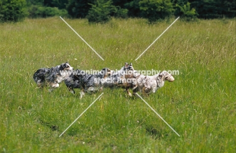 four australian shepherds