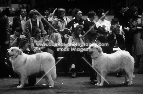 dog show 1979