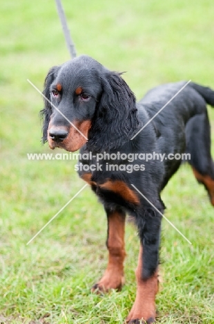 young Gordon Setter standing on grass