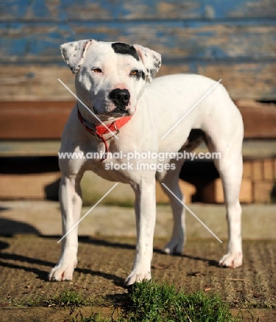 black and white American Staffordshire Terrier