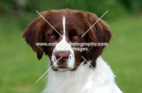 Dutch Partridge dog portrait