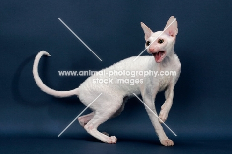 Cornish Rex looking agitated, white (gold eye)