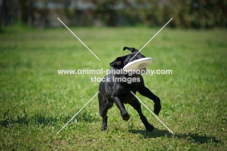 black Labrador retriever playing with a frisbee