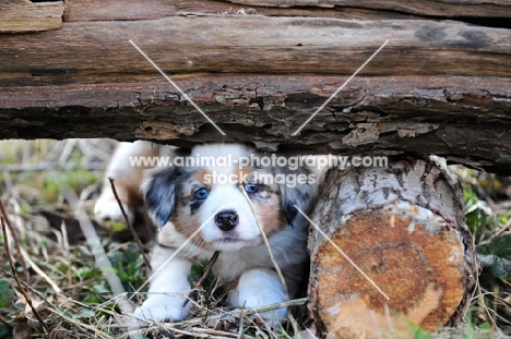 Mini Aussie puppy hiding under wood