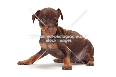 chocolate and tan Miniature Pinscher puppy in studio