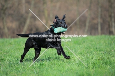 black labrador retrieving dummy