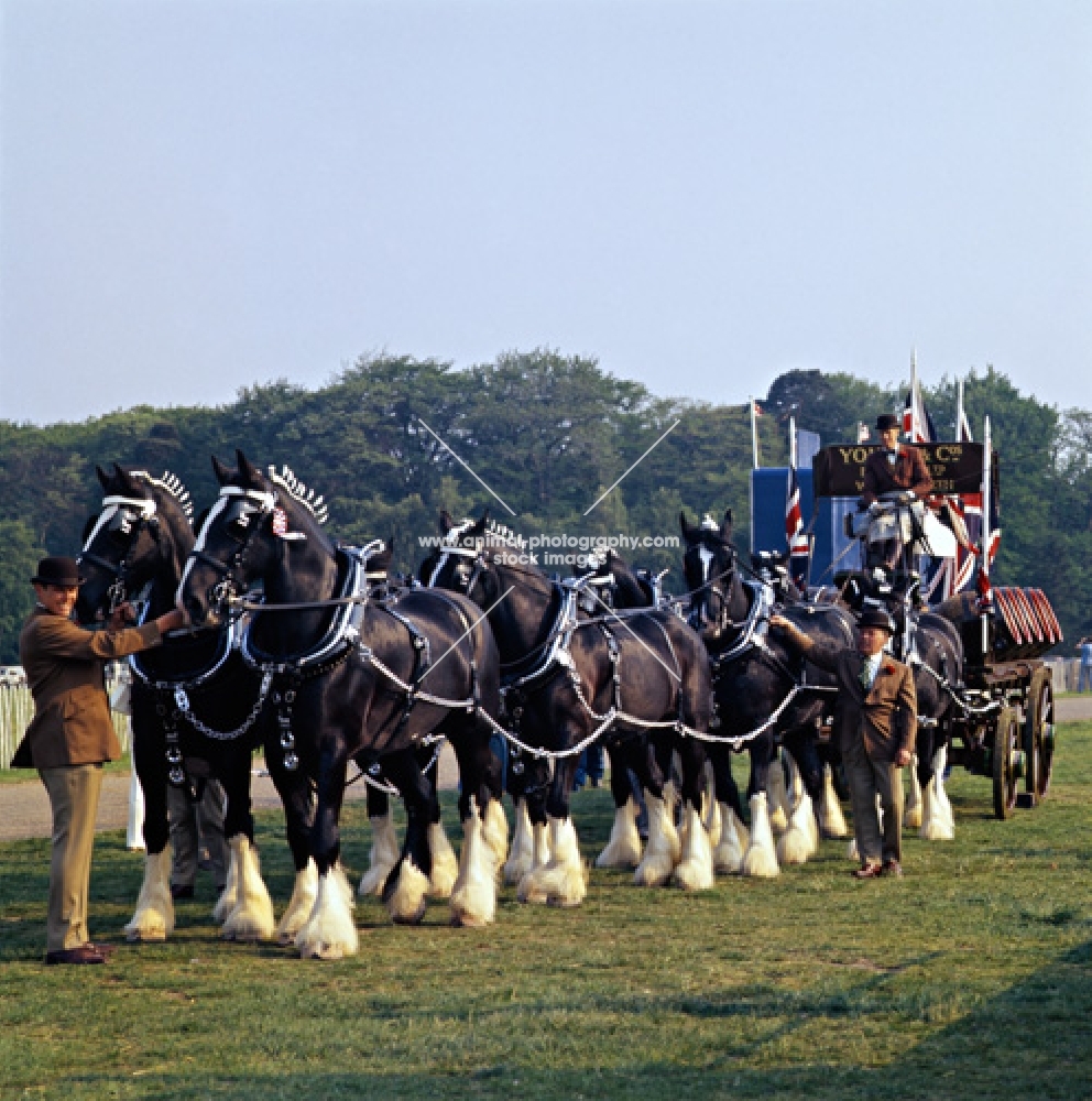 eight-in-hand shire horses in display at windsor show, youngs brewery