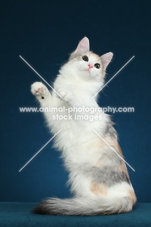 Turkish Van on hind legs