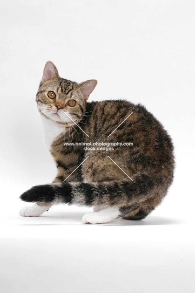 American Wirehair, Brown Mackerel Tabby & White, back view