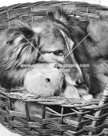 Shetland Sheepdog with teddy in a basket