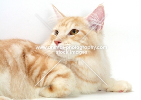 Red Silver Classic Tabby Maine Coon