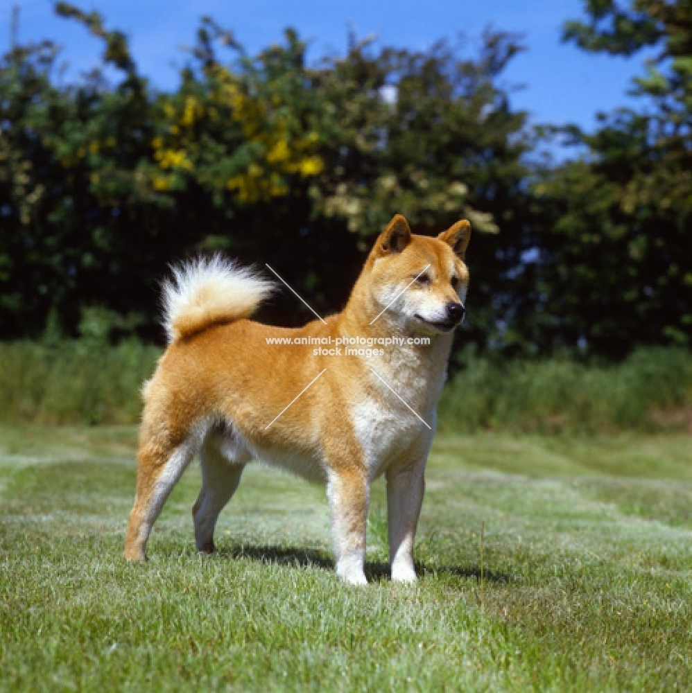 shiba inu standing on grass