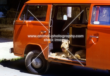 airedale terrier sitting in the door of a van fitted with crates