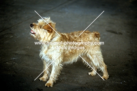 smoushond standing on grey background