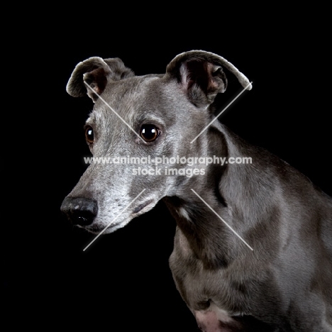 Whippet portrait, looking alert