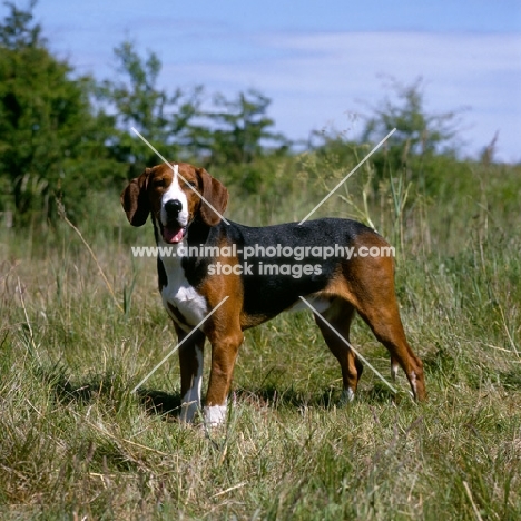 finnish hound standing in countryside