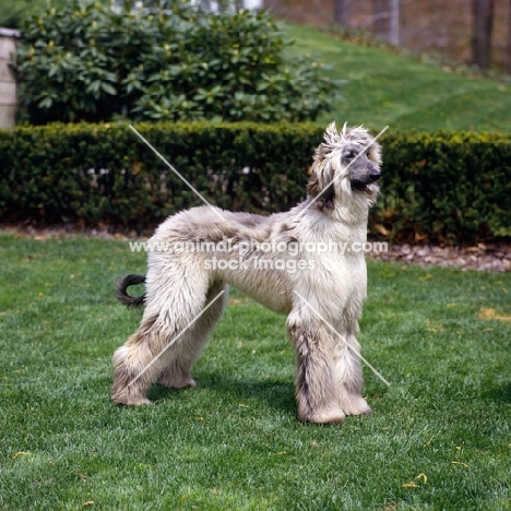 afghan hound puppy standing on grass 
