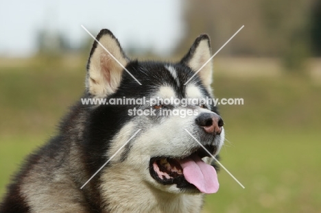 Alaskan Malamute head shot