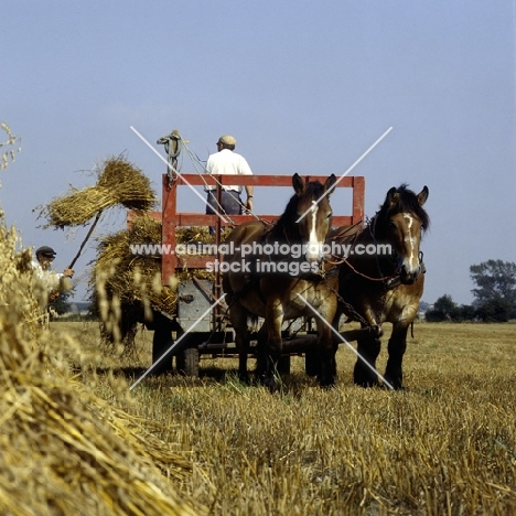 Strauken and La Fille, two Belgians in harness with corn stoops in Denmark