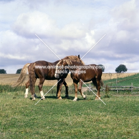 Hjelm, Martini, Tito Naesdal , three Frederiksborg stallions in field