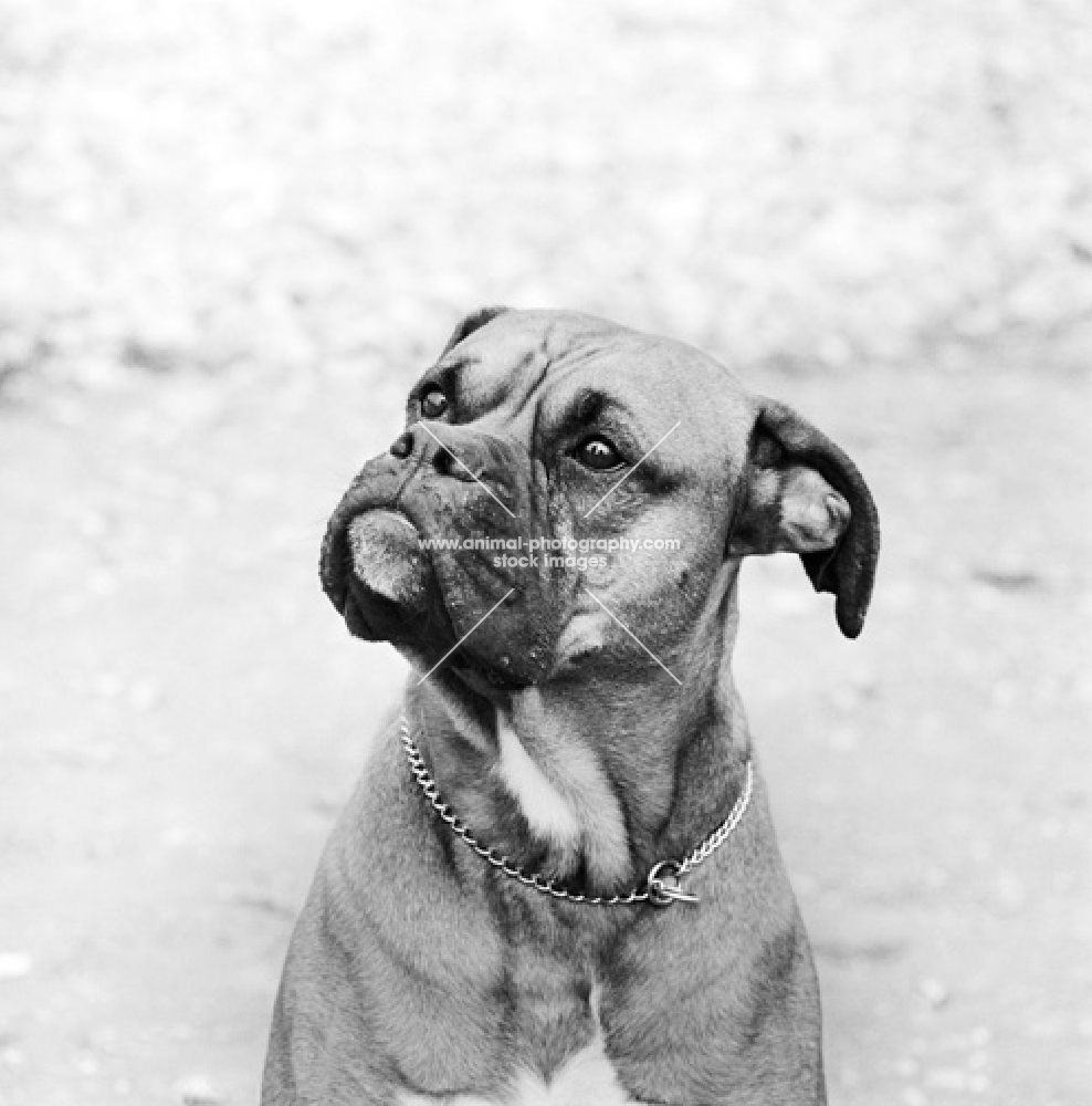 determined boxer with flying ear