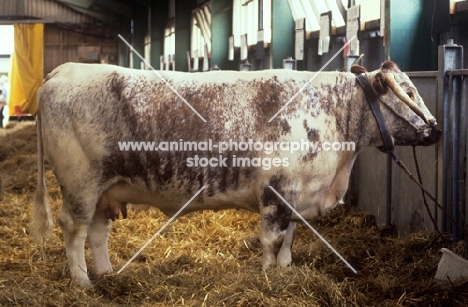 longhorn cow at a show
