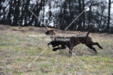 two Continental Bulldogs running