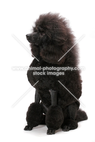 black standard Poodle sitting on white background