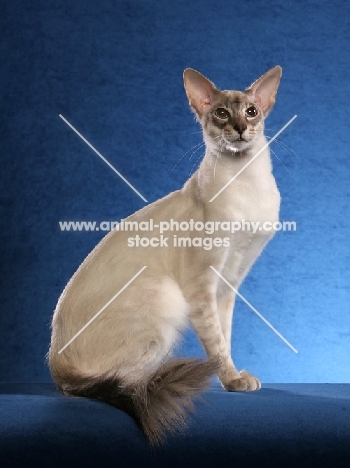 Balinese on blue background