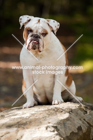 Bulldog on rock