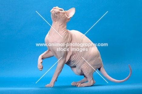 red point and white Sphynx standing with one leg up