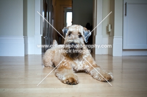 Wheaten terrier laying on hardwood floor