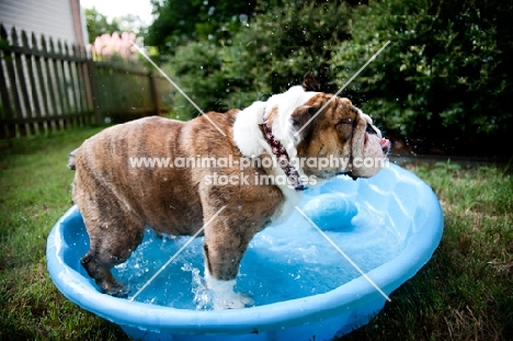 english bulldog in wading pool